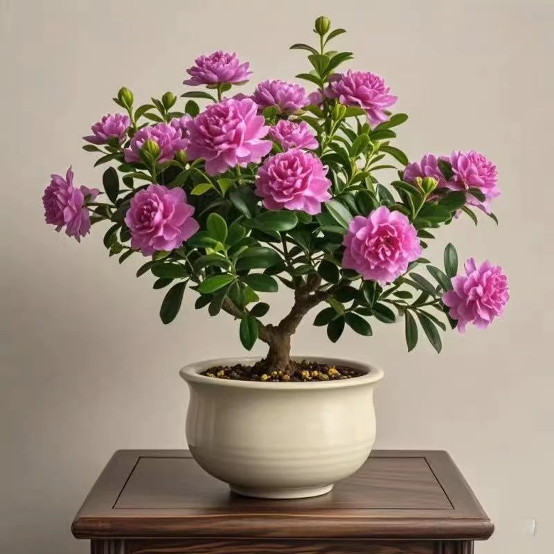 重瓣新品簇生青杨花盆栽阳台室内外浓香型驱蚊植物浓香庭院耐寒