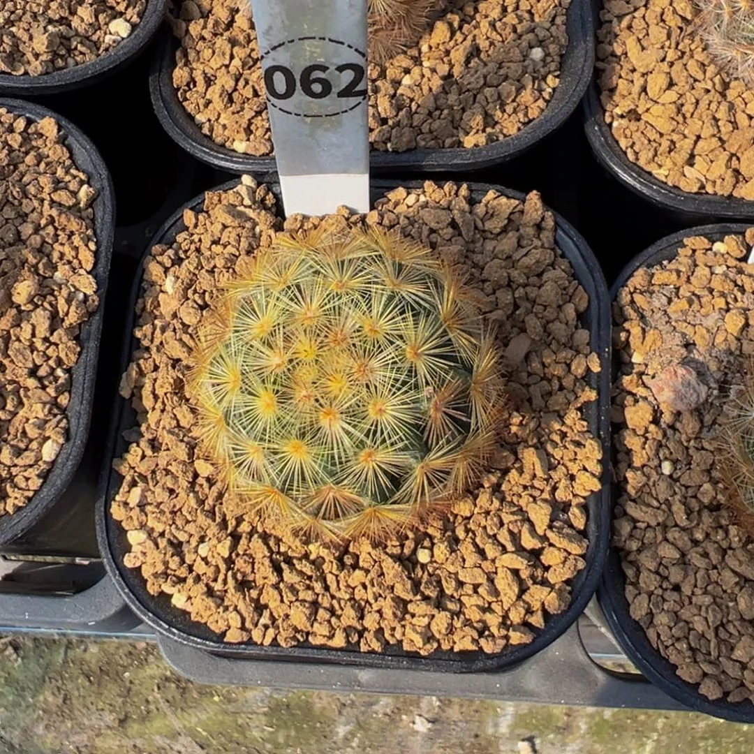 L***I062实生根嘉文丸多肉植物带盆土