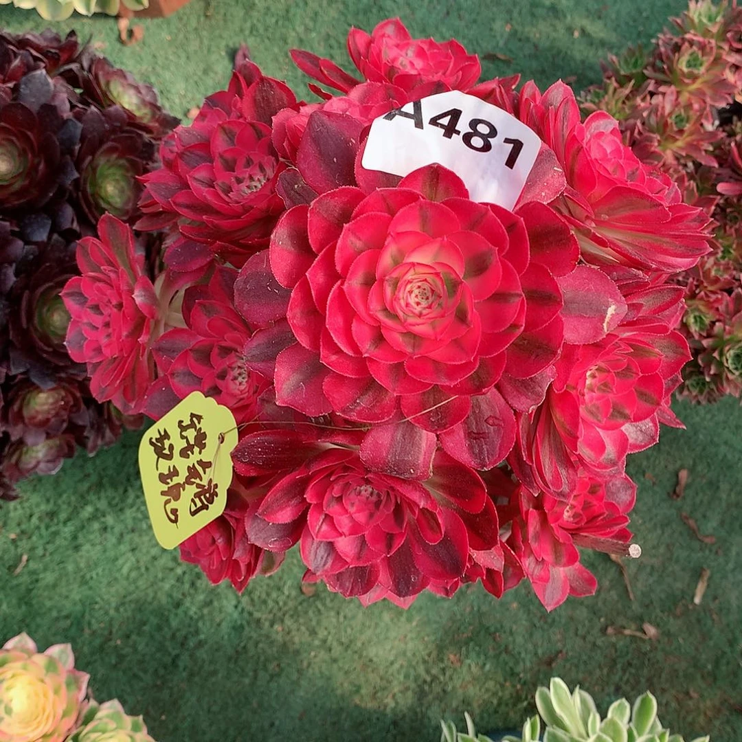 用****瑰481.荔枝多肉植物