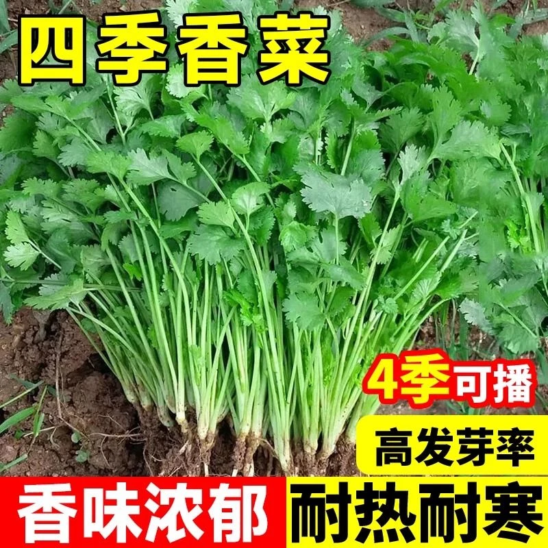 四季耐热速生大叶香菜种子香菜浓香味菜阳台庭院盆栽种植大叶香菜