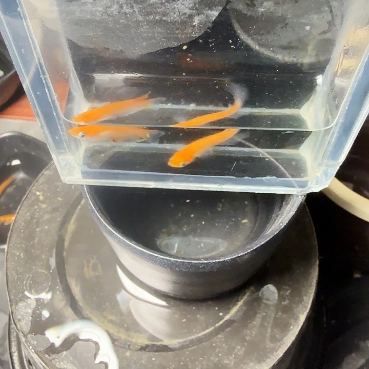 青鳉鱼85号拍品林血