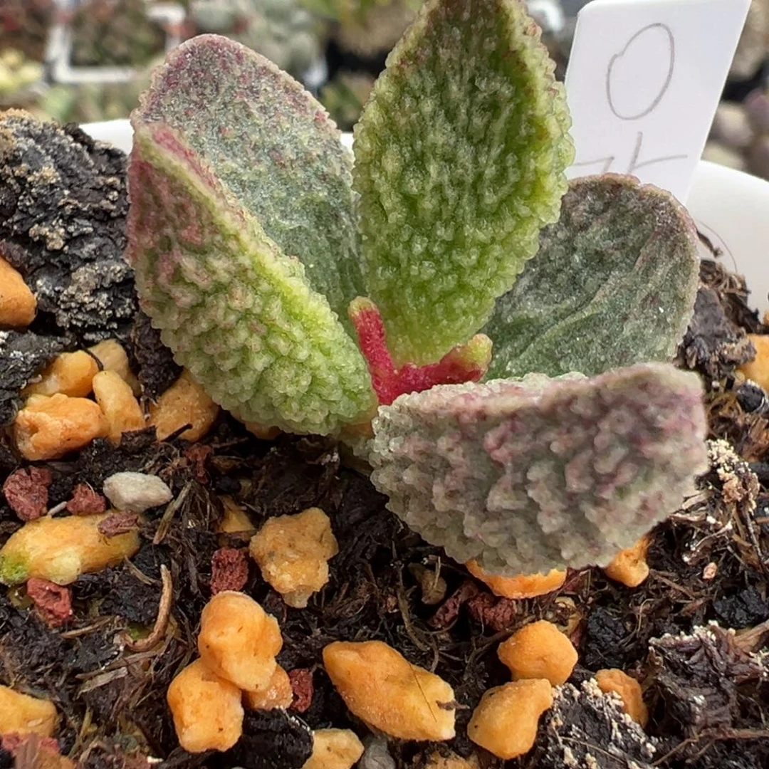 10拉丝纹血斑实生新品