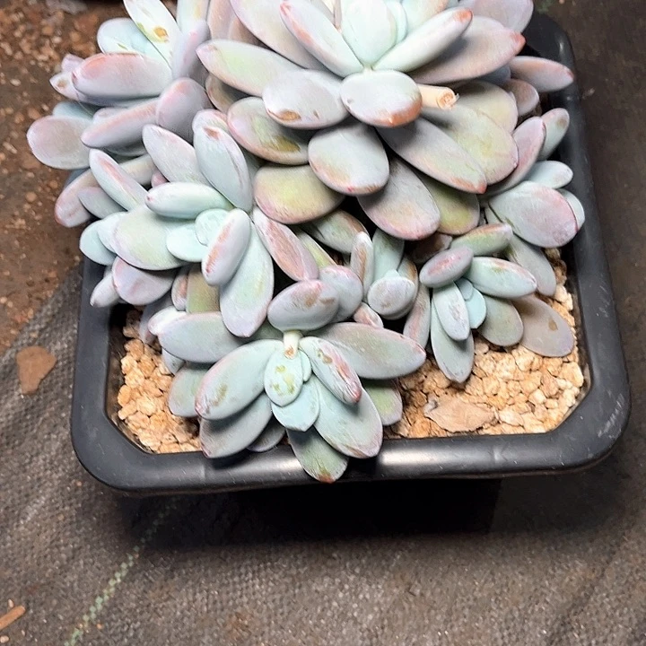 多肉植物一物一拍