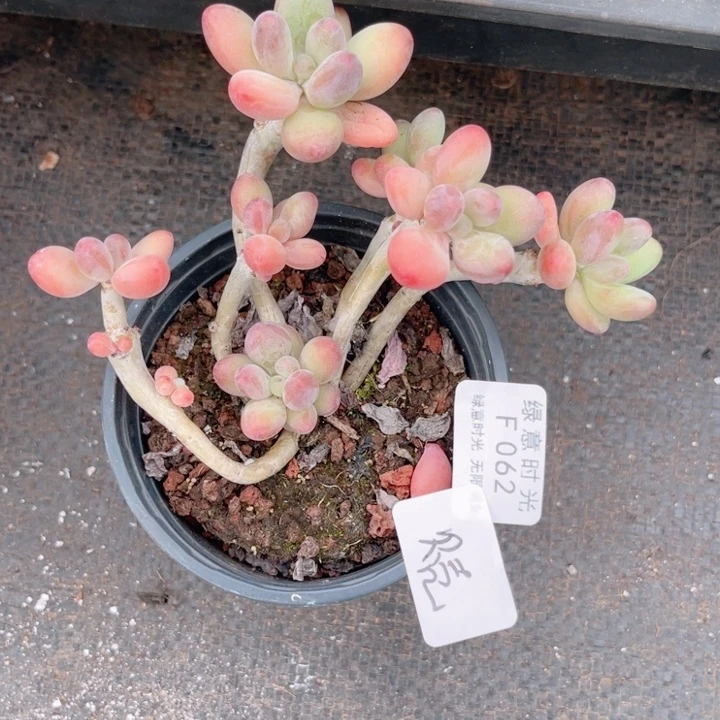 爱***壳062 苹果美人 换盆土发货 一物一拍