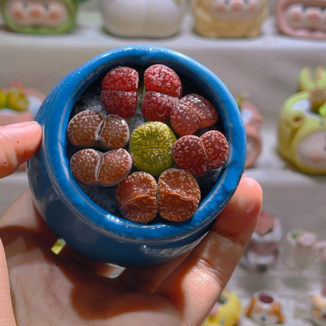 023高端多肉带盆土一套12