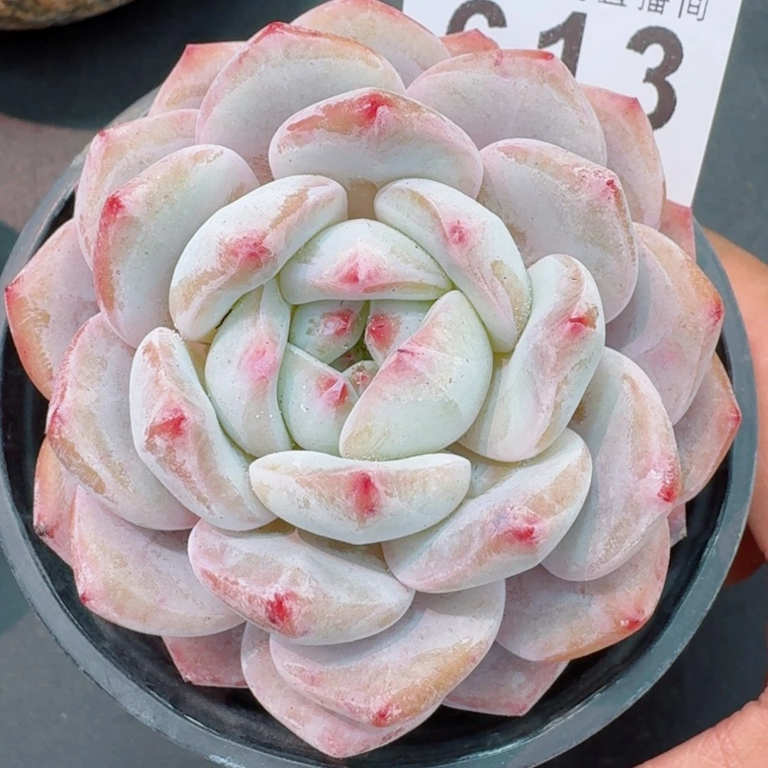 613      愿你一路坦途，乘风破浪展宏图