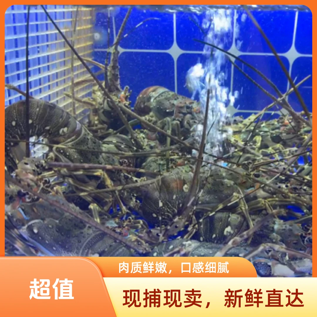 小青龙半斤左右规格到手两只〈保鲜不保活〉