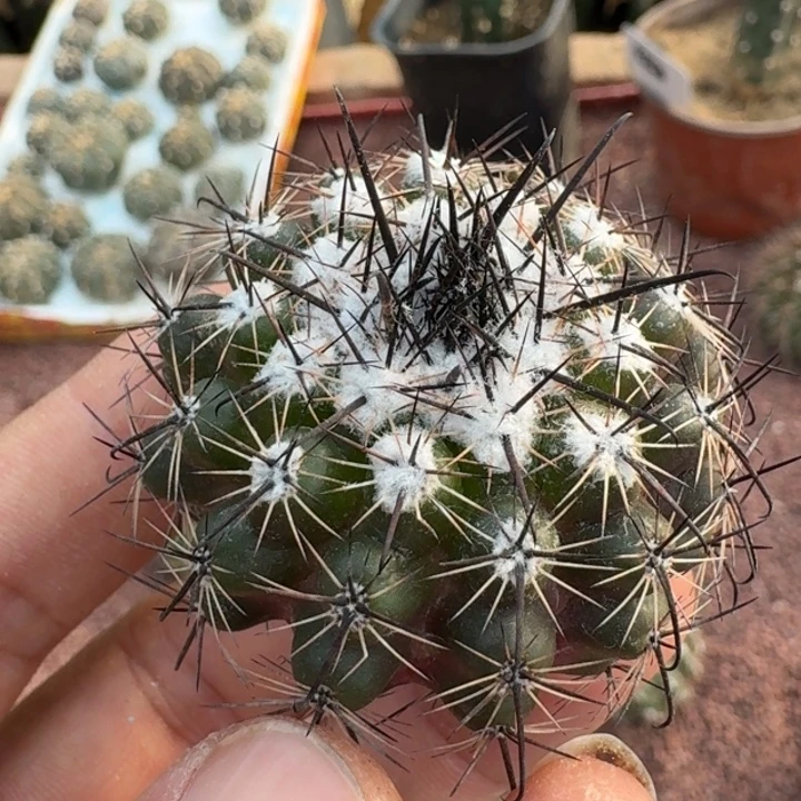 黑云龙无根5666566