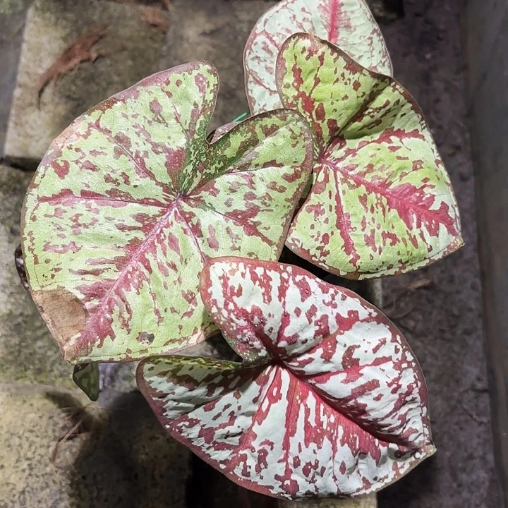 580-0913彩叶芋泰国发