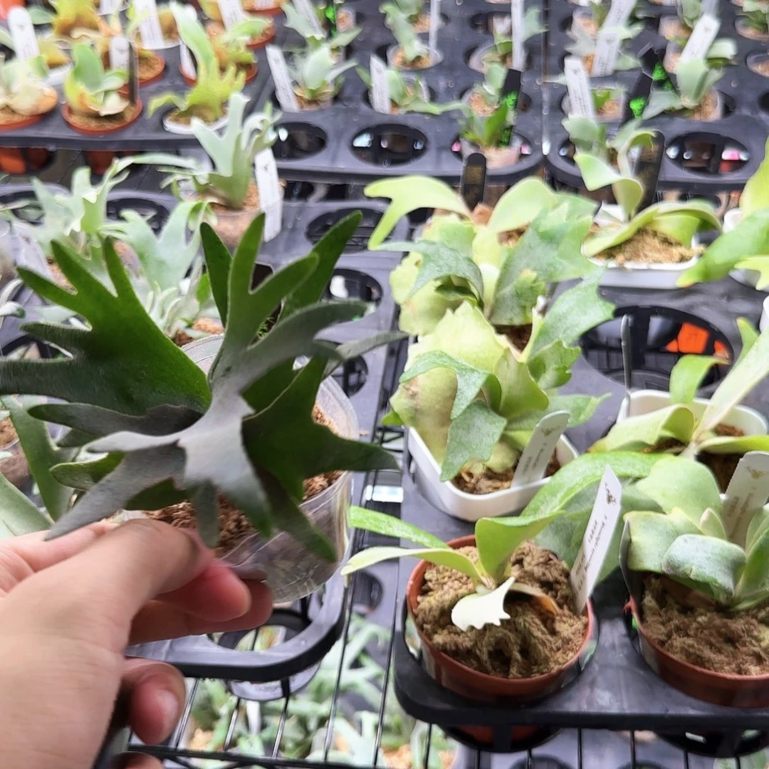 飞***般无花朵金童鹿角蕨杯苗