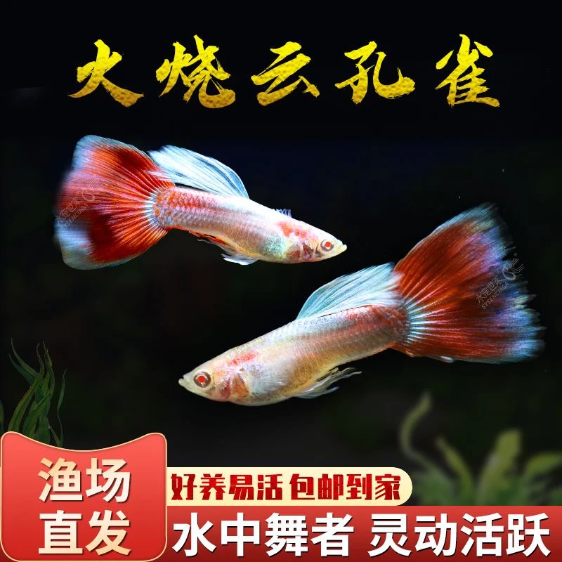 精品火烧云天空红孔雀鱼小型热带胎生活体淡水凤尾繁殖网红好养