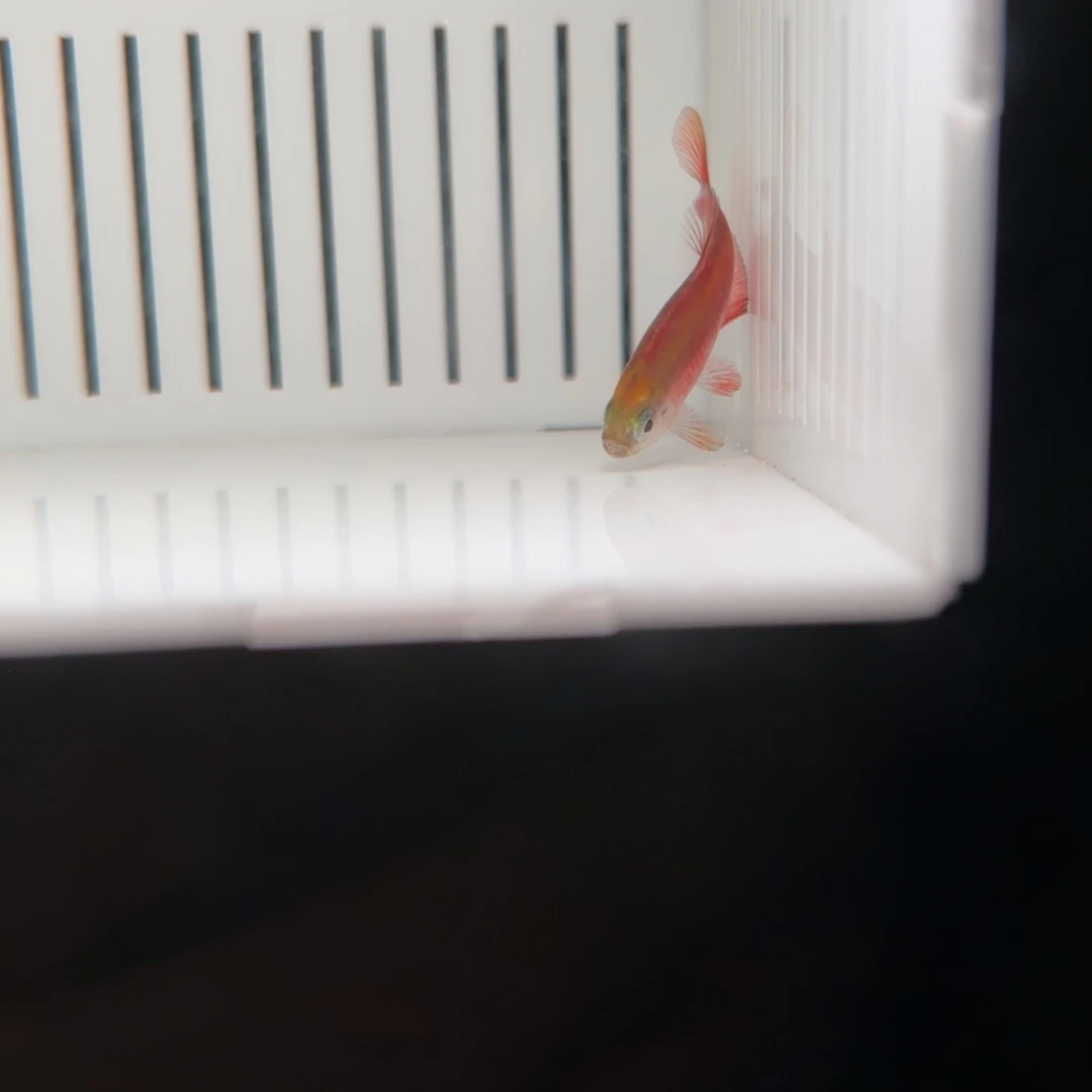 我***滴灯科鱼大精选超红一条