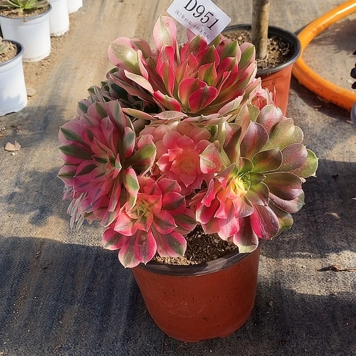 951粉女巫多肉植物