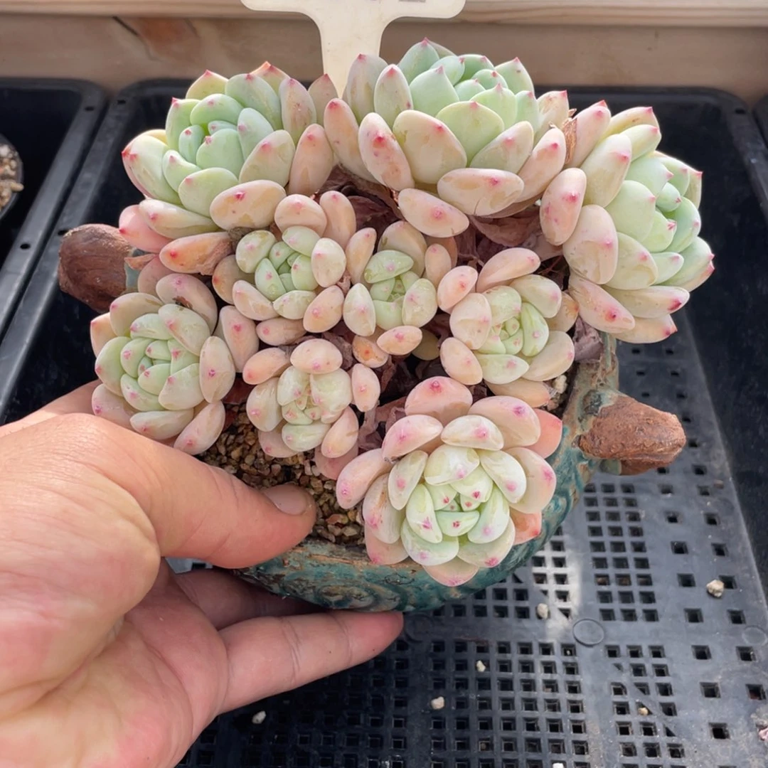 0301望舒不带盆15厘米