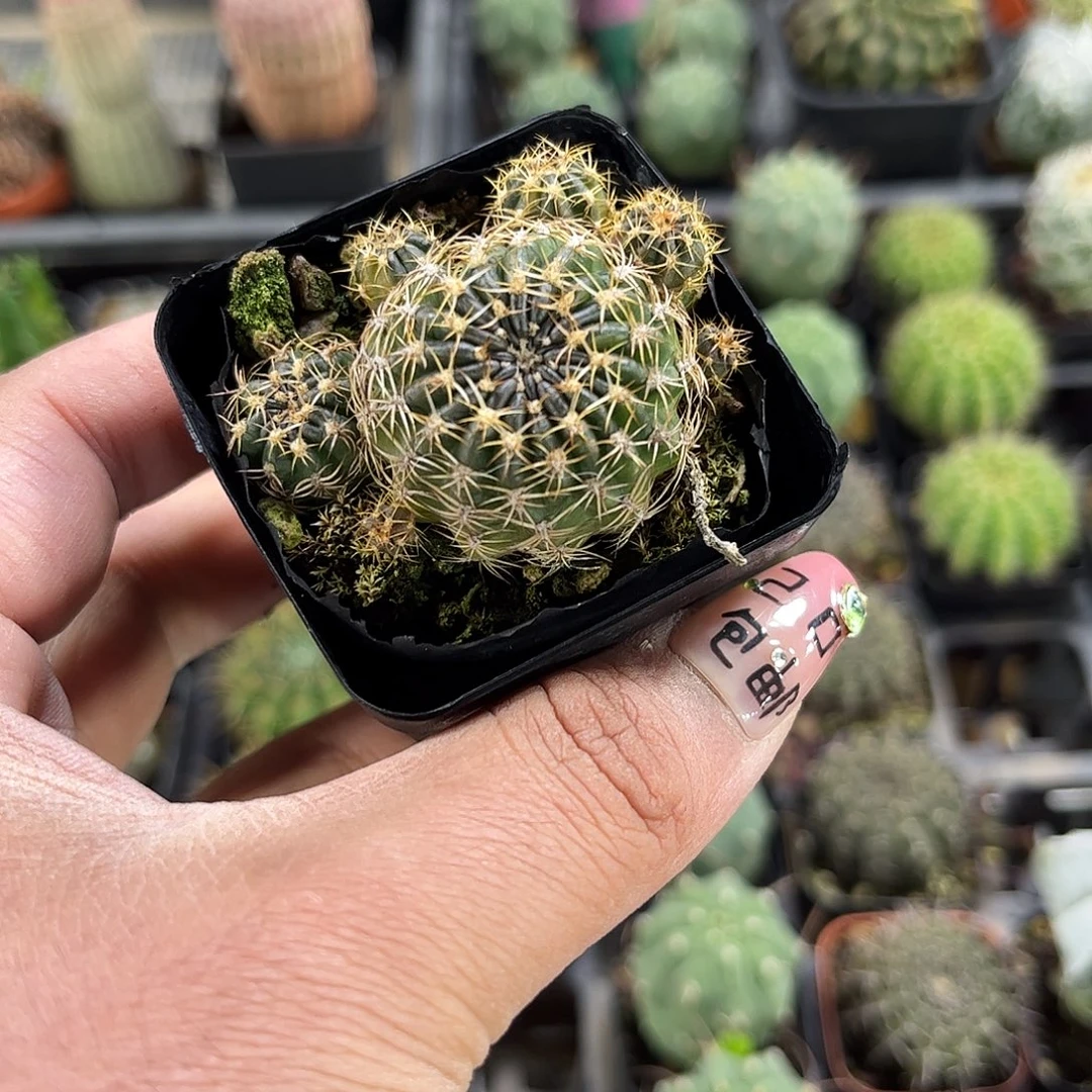 丽花单头发货单头