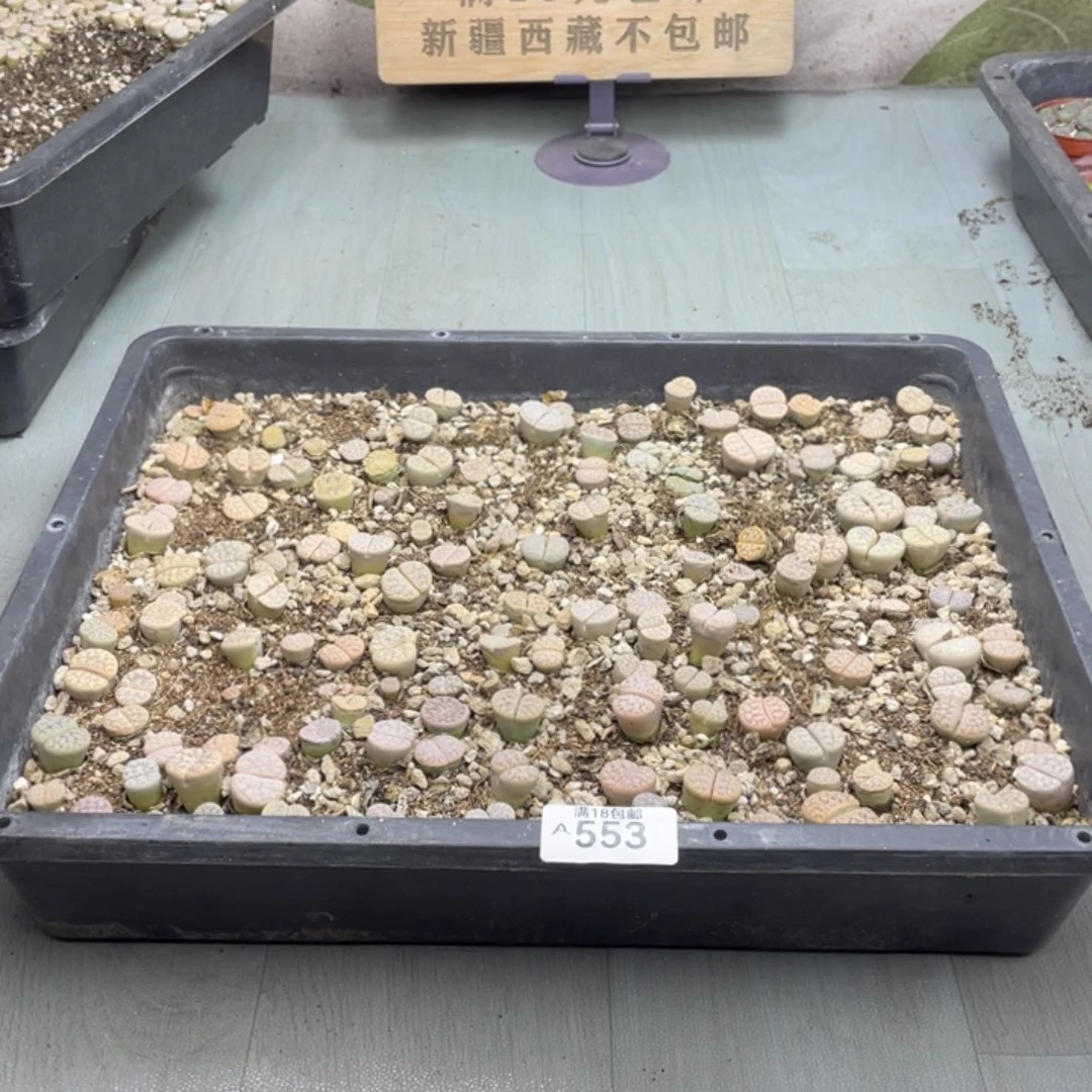 锦***棠0000000000000553