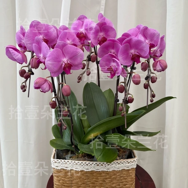 蝴蝶兰【爱丽丝】开花珠，新疆蝴蝶兰源头基地 客厅摆放花卉