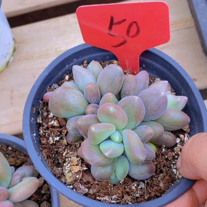 家****枚在家里面吃饭的吗