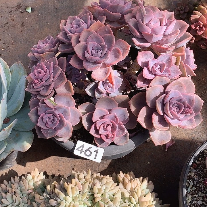 461彩虹糖 一物一拍多肉