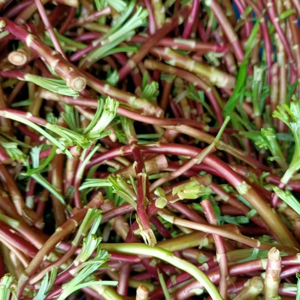 顺丰包邮洪湖野藜蒿长江堤上现摘新鲜红梗藜蒿泥蒿无叶无老梗1斤