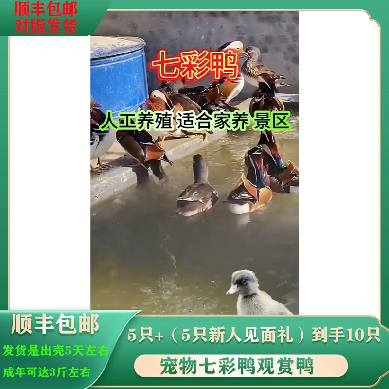 宠物七彩鸭观赏鸭顺丰包邮