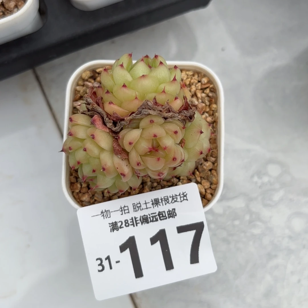 熊猫珍妮多肉多肉多肉