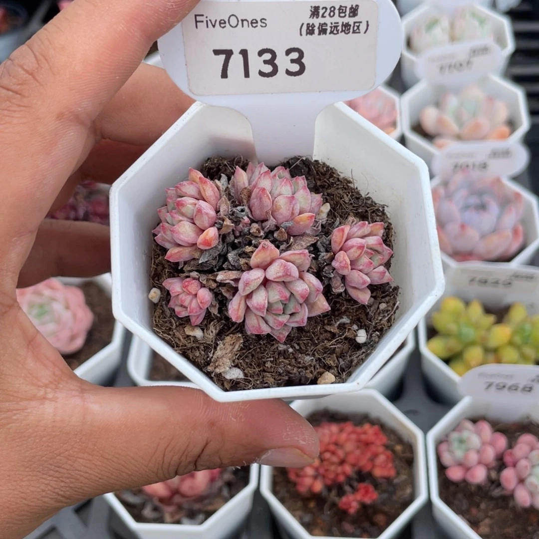 7133蓝宝石4.0厘米