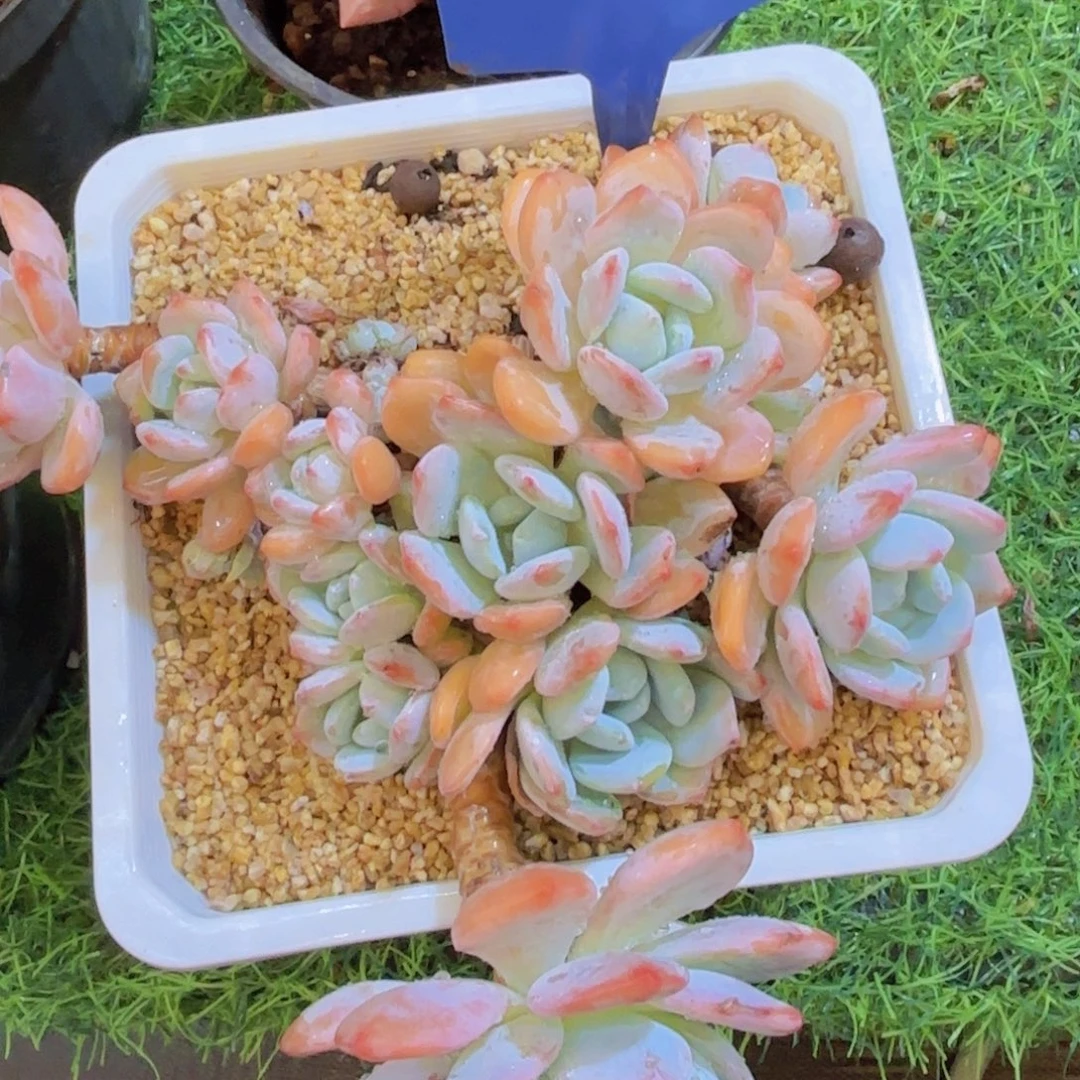 辰***芯我的小可爱们都好可爱