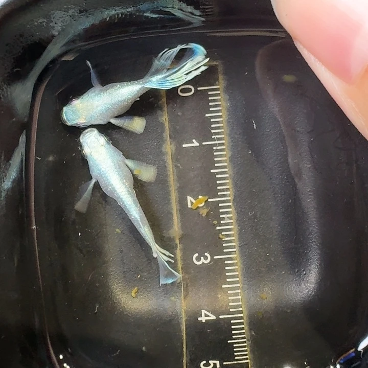 海水鱼60号拍品天使之翼球球