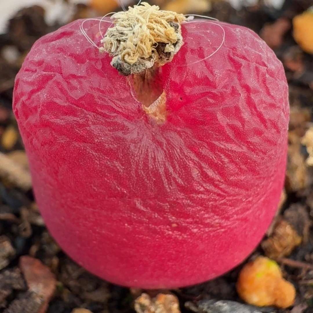 293脱土发货0000000