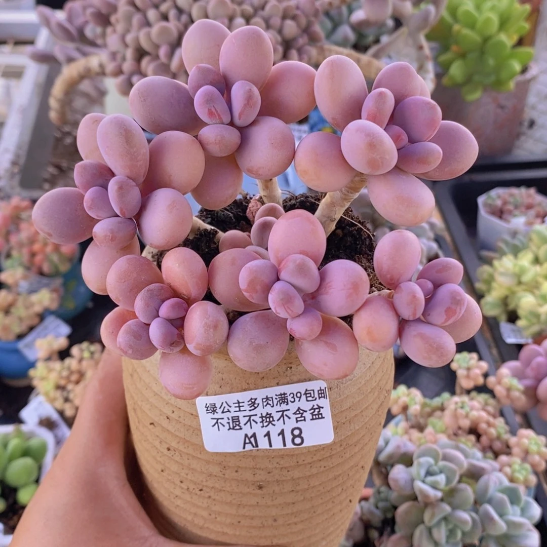 糖果桃蛋老桩11cm118多肉植物