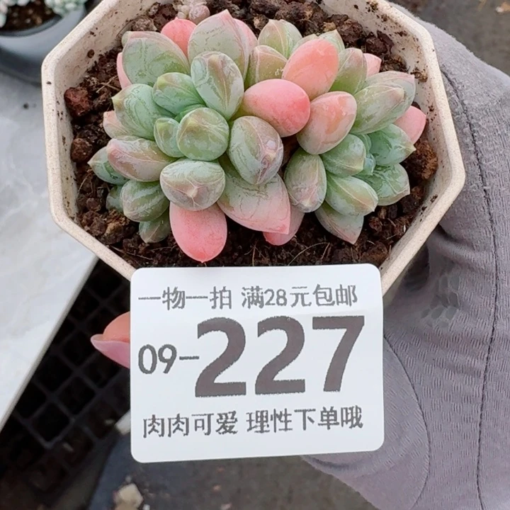 三色奶多肉无盆土发货多肉多