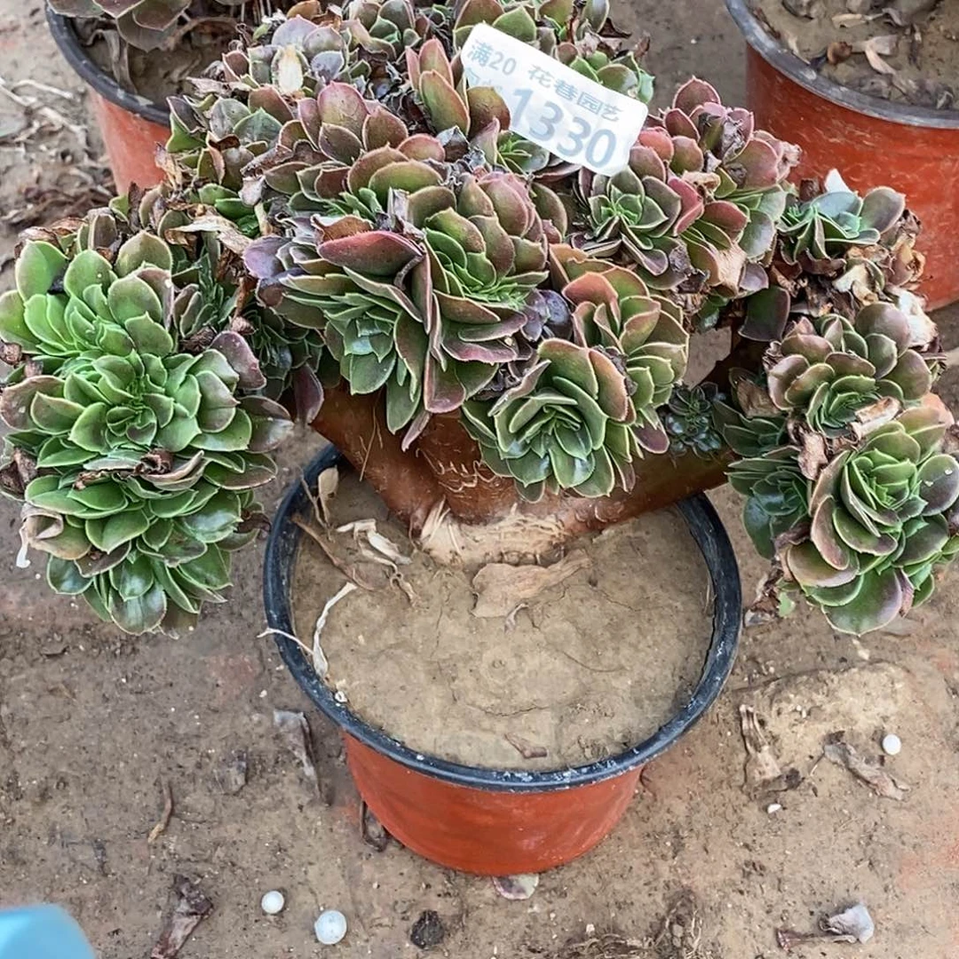 1330 多肉植物不包断枝