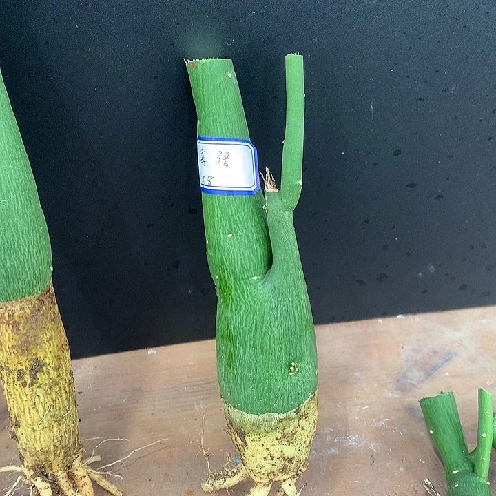 3号毒腺蔓放漏88888888