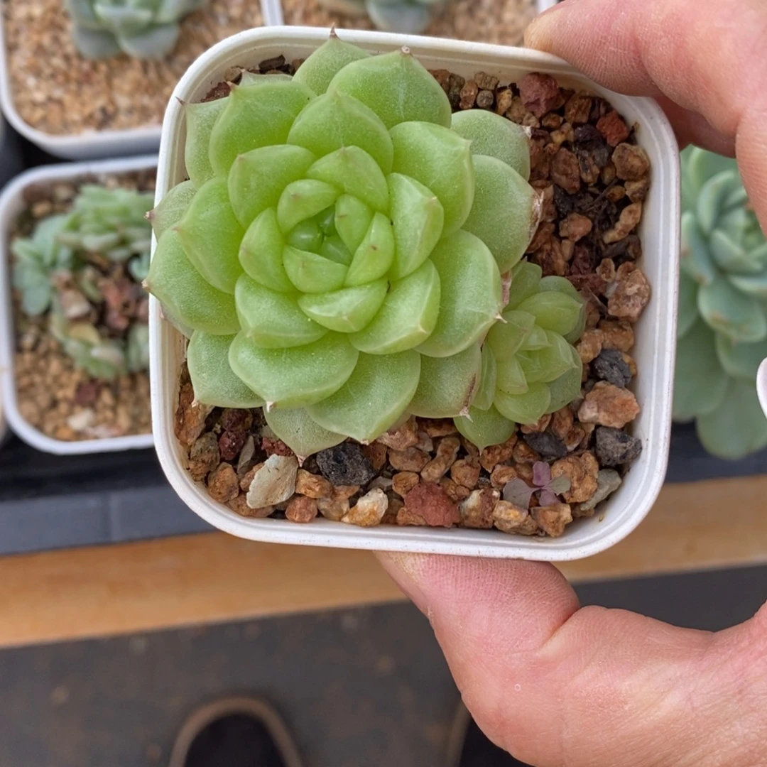 精品多肉一物一拍不包整81