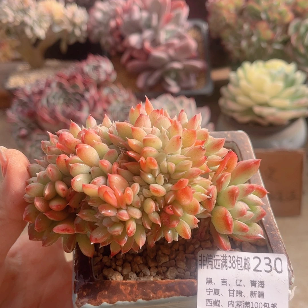 230美人系缀化德华多肉