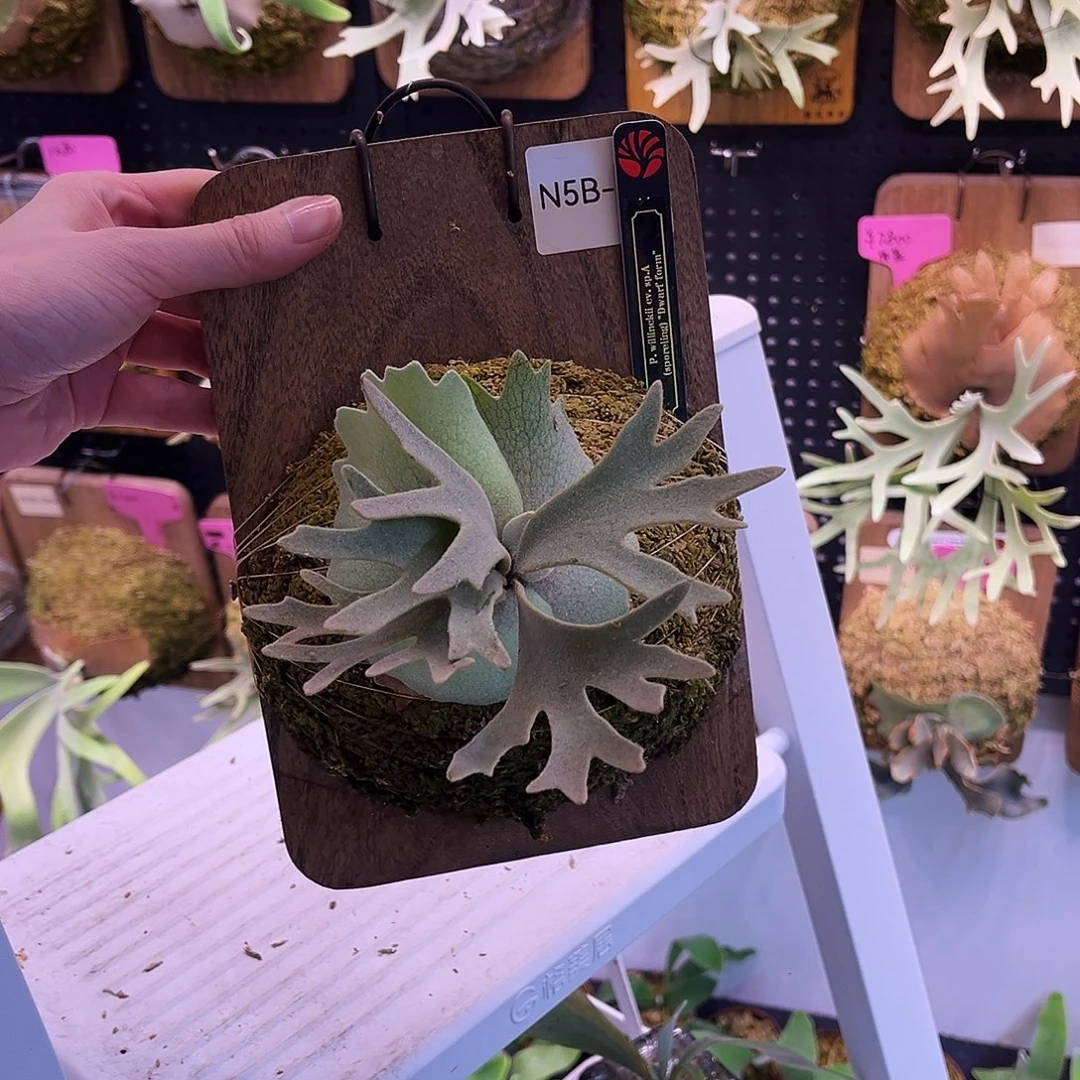 无花朵nook spa 侏儒