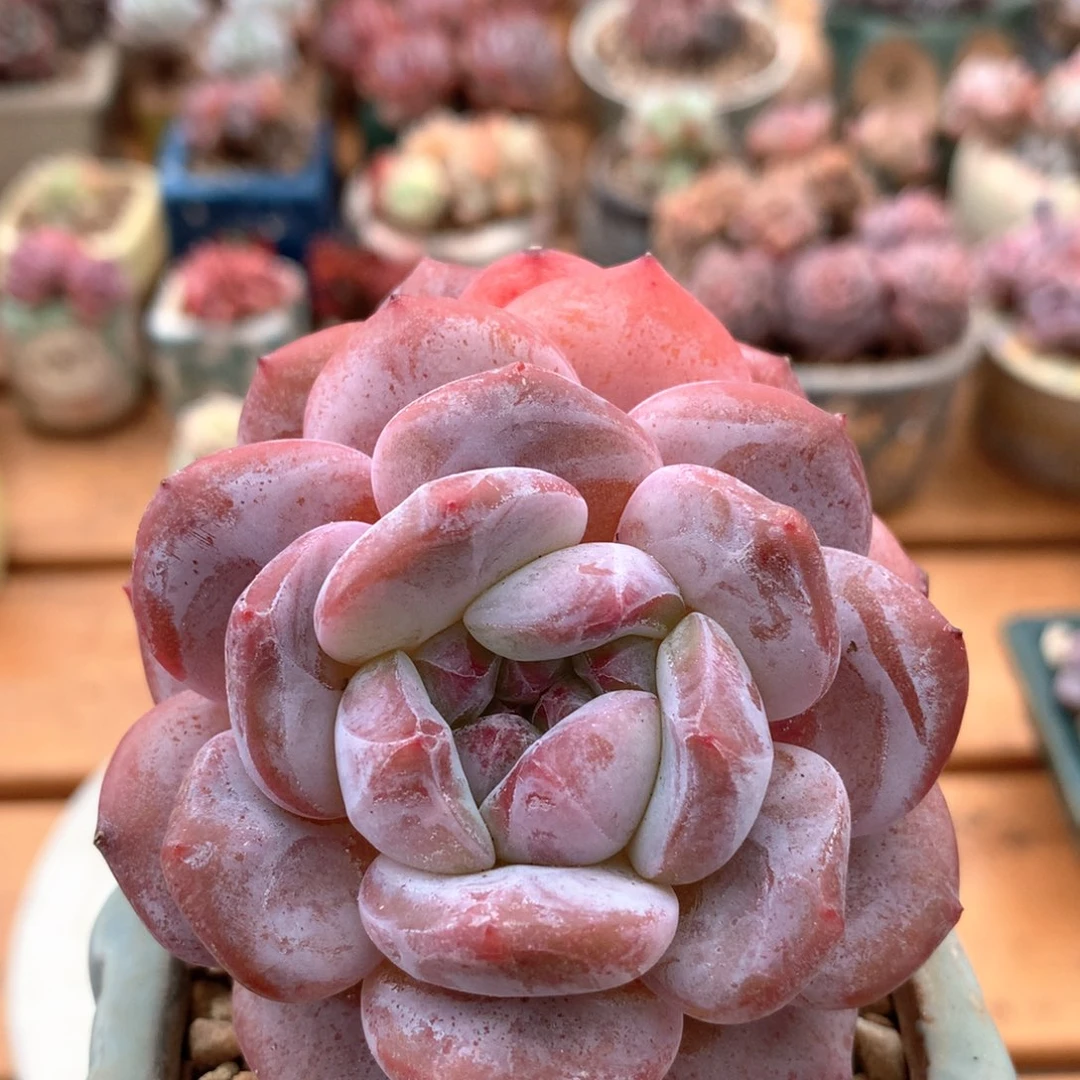 橙子一物一拍 003