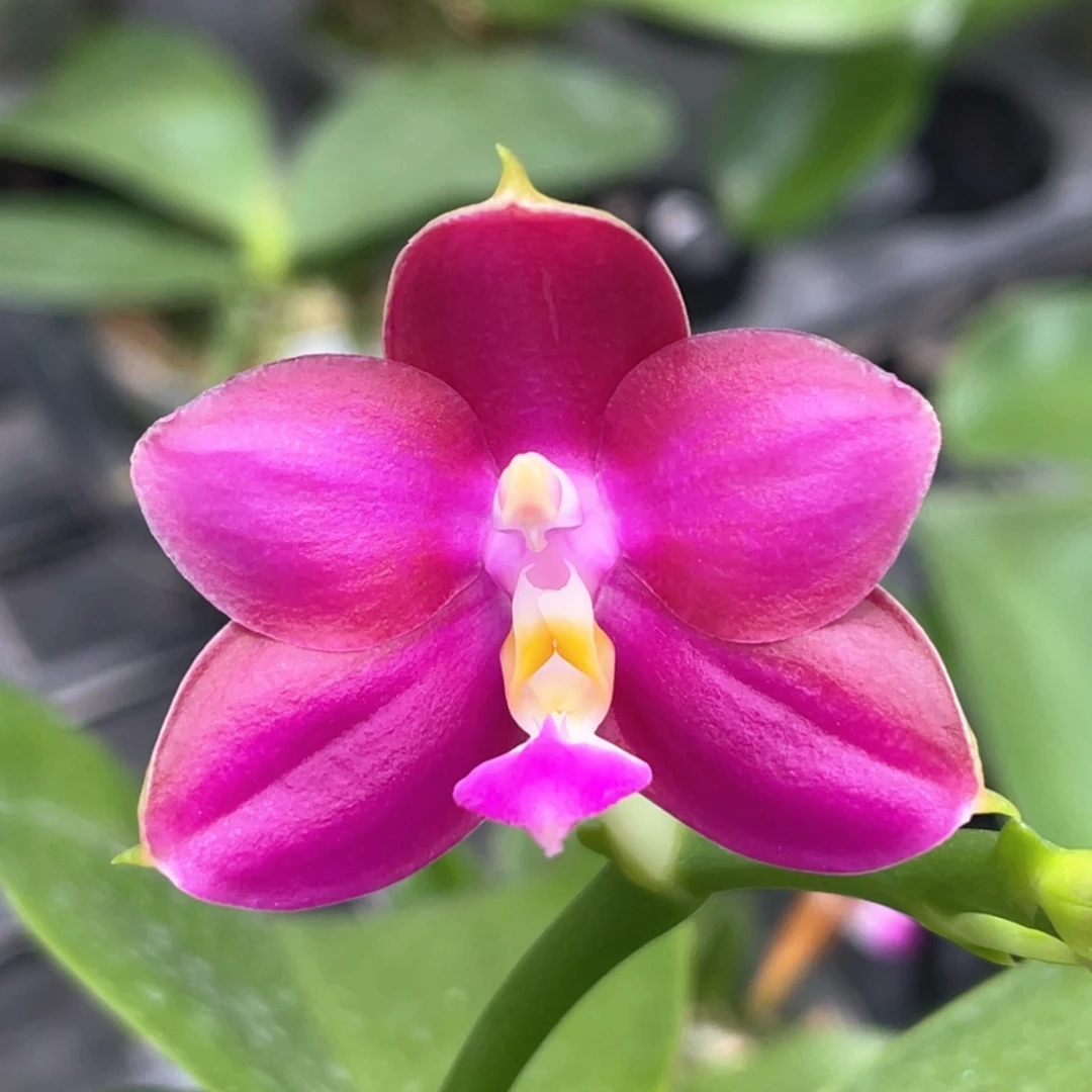 完全开放【2188专拍】龙女交