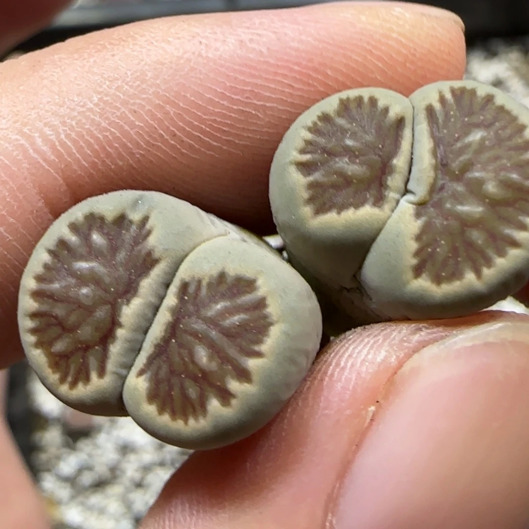 9.9。。 红窗菊绿。。。2026