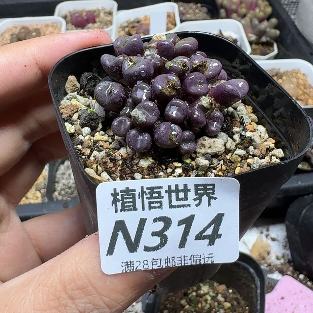 多肉植物的人生歌b