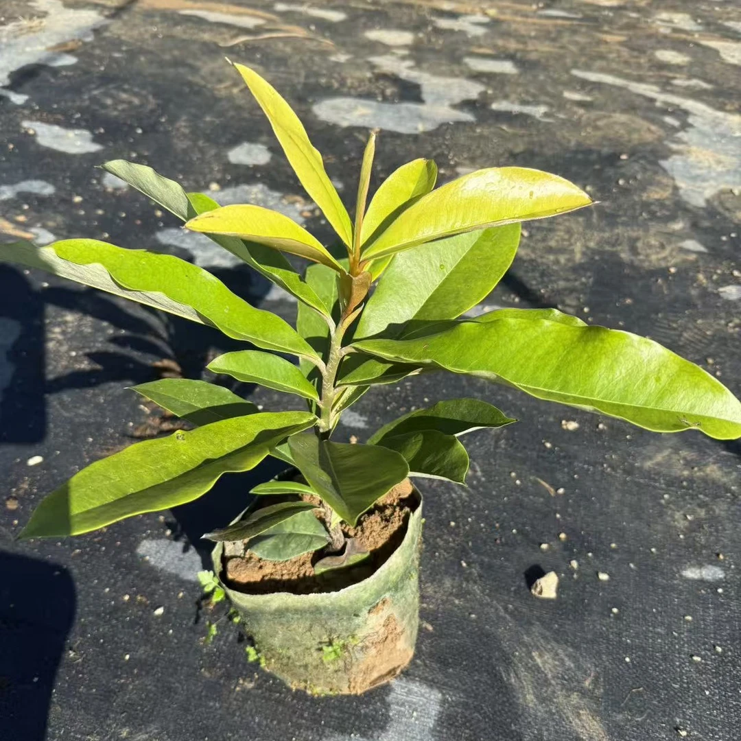 菲律宾毛柿抹茶绿吸甲醛好养室内外绿植盆栽