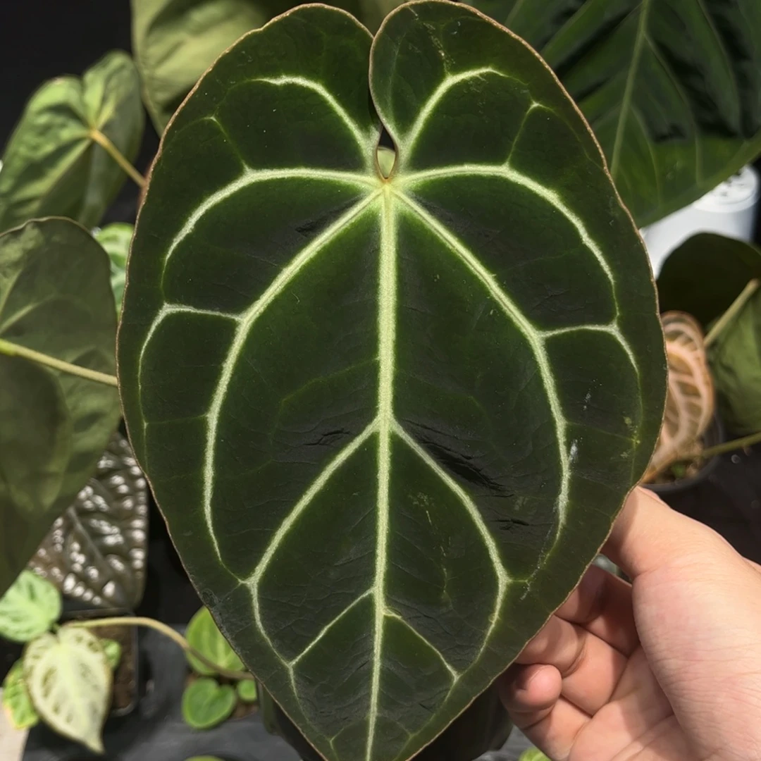 不开花植物贝斯花柱