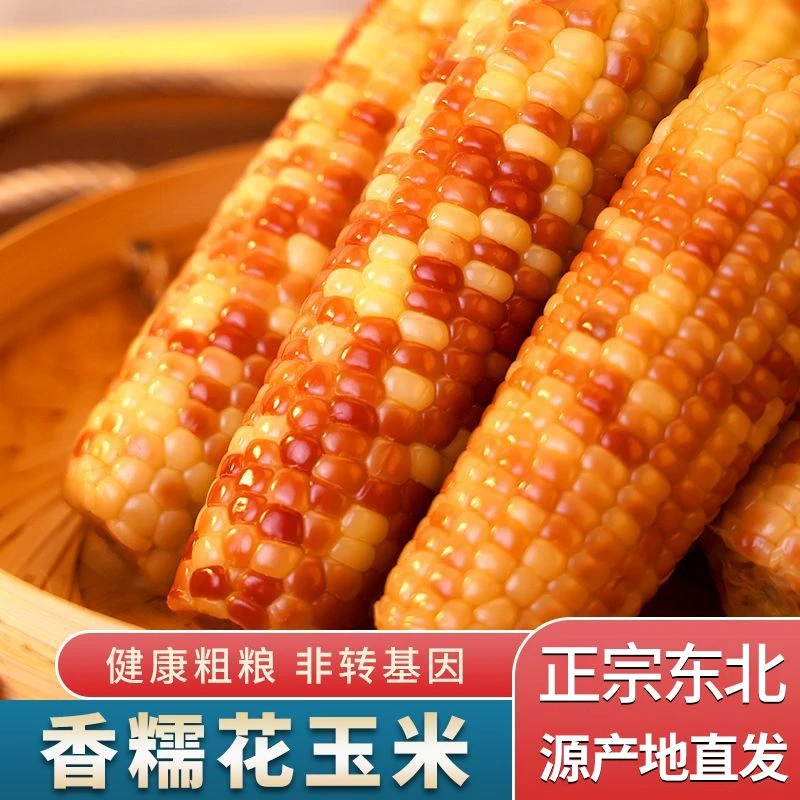 东北花糯玉米真空包装软糯香甜低脂代餐加热食用12根装.单根240克