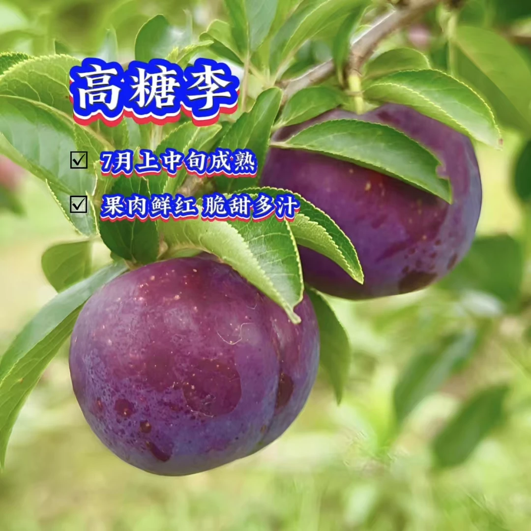 高糖李树苗/早熟红肉李裸根苗/李子苗/果苗