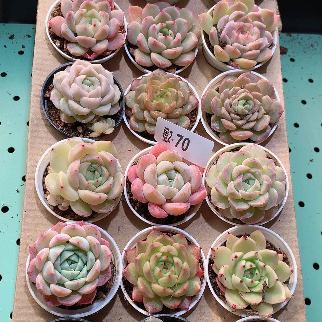 2-70一物一拍带盆18颗