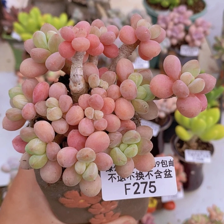 鱼子酱老桩9cm275多肉植物