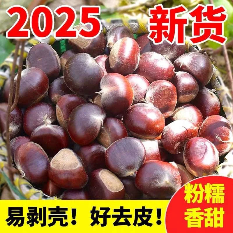 丹东高山新鲜香甜大果板栗栗子颗颗饱满产地直发难剥皮
