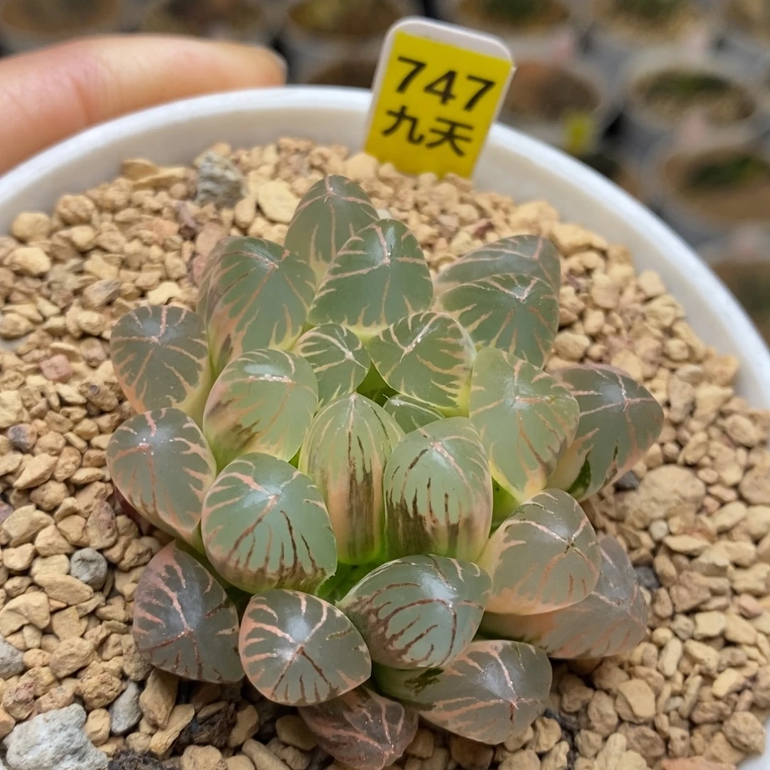 747号糊斑灵犀玉露锦