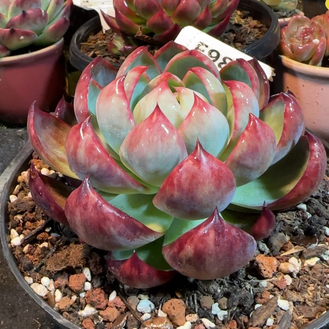 火焰惊鸿一物一拍包装收缩花旱987